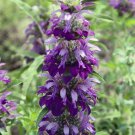 Lemon Mint Monarda Bee Balm Flower Seeds / Perennial / Lemon Scented