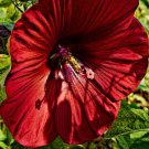 Red Scarlet Hollyhock Flower Seeds / Alcea / Perennial