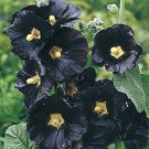 Black Hollyhock Flower Seeds / Alcea / Perennial