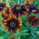 Rudbeckia Moreno Flower Seeds / Perennial