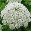 Ammi White Queen Anne's Lace / Long Lasting Annual Flower Seeds