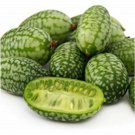 Melothria Scabra / Mouse Melon / Cucamelaon / Seeds / DELICIOUS