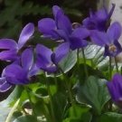 Queen Charlotte Viola Flower Seeds Long Lasting Annual