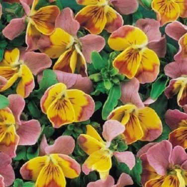 Bi-Color Miniola Pink Heart Viola / Shade -Loving Perennial Flower Seeds