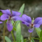 Viola Mandashurica / Japanese Viola / Perennial Flower Seeds