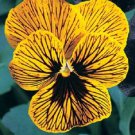 Viola Angel Tiger Eye / Perennial Flower Seeds