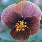 Viola Frosted Chocolate / Sweetly Scented Perennial Flower Seeds