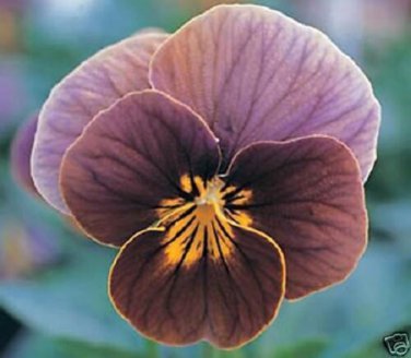 Viola Frosted Chocolate / Sweetly Scented Perennial Flower Seeds