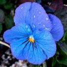 Viola Cornuta Admire Blue / Shade Perennial Flower Seeds