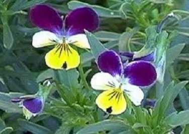 Viola Johnny Jump Up / Sweetly Scented Perennial Flower Seeds