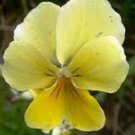 Yellow Sorbet Viola / Shade Perennial Flower Seeds