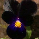 Velvety Black Viola / Shade-Loving / Perennial Flower Seeds