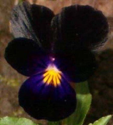Velvety Black Viola / Shade-Loving / Perennial Flower Seeds