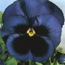 Viola Navy Blue Swiss Giant Ullswater / Shade Loving / Perennial Flower See