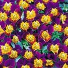 Purple Heart Bi-Color Miniola Viola Shade-Loving / Perennial Flower Seeds