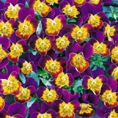 Purple Heart Bi-Color Miniola Viola Shade-Loving / Perennial Flower Seeds
