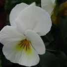 Viola Cornuta White / Shade-Loving / Perennial Flower Seeds