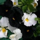 Night and Day / Black and White Mix Viola / Shade-Loving Perennial Flower Se