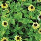Vanilla Sprite Creeping Zinnia Flower Seeds / Annual / Ground Cover