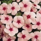 Polka-Dot Vinca Periwinkle / Fragrant / Annual Flower Seeds