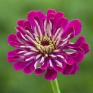 Giant Wine Zinnia / Deer Resistant / Flower Seeds