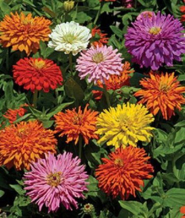 Zinnia Cactus Double Mix / Annual Flower Seeds