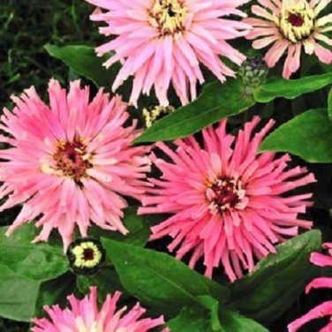 Pinca Pink Cactus Zinnia / Annual Flower Seeds