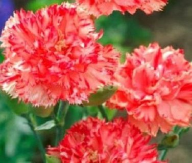 Orange Shrebett Chabaud Carnation / Perennial Flower Seeds