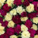 Fizz Banana Berry Carnation Dianthus / Perennial Flower Seeds