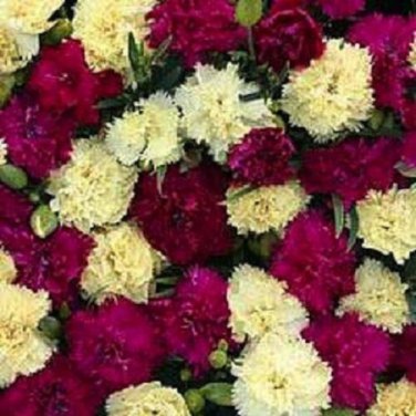 Fizz Banana Berry Carnation Dianthus / Perennial Flower Seeds