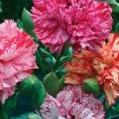 Carnation Chabaud Picotee Mix / Perennial Flower Seeds