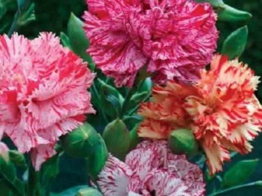Carnation Chabaud Picotee Mix / Perennial Flower Seeds