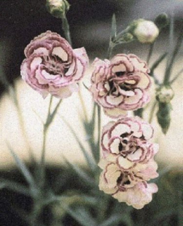 Raspberry Ripple Carnation / Perennial Flower Seeds
