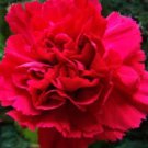 Scarlet Red Carnation / Perennial Flower Seeds