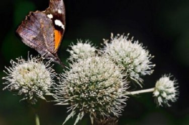 Rattlesnake Master Eryngium Yuccifolium / Drought Tolerant / Perennial Flowe
