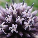 Echinops Globe Thistle Ritro / Perennial Flower Seeds