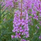 Epliobium Fireweed Fleischeri Herb / Ground Cover / Perennial Flower Seeds