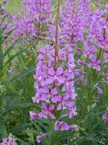 Epliobium Fireweed Fleischeri Herb / Ground Cover / Perennial Flower Seeds