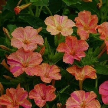 Yellow and Red Bi-Color Four O' Clock MirAbilis / Perennial Flower Seeds