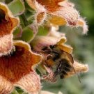 Ferrugiena Foxglove Digitalis / Deer Resistant / Perennial Flower Seeds