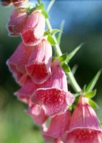 Pink Foxglove Digitalis / Perennial Flower Seeds