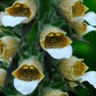 Bronze and White Foxglove Digitalis / Perennial Flower Seeds