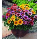 Frosty Kiss Mix Gazania / Drought Tolerant / Annual Flower Seeds