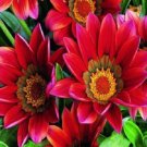 Gazania Kiss Mahogany / Drought Tolerant / Re-seeding Annual Flower Seeds