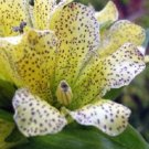 Gentian Gentiana Punctata Shade Loving / Perennial Flower Seeds