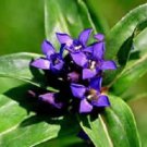 Cruciata Star Genian Gentiana / Shade-Loving Perennial