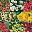 Helianthemum Rock Rose Mix / Evregreen Groundcover / Perennial Flower Seeds