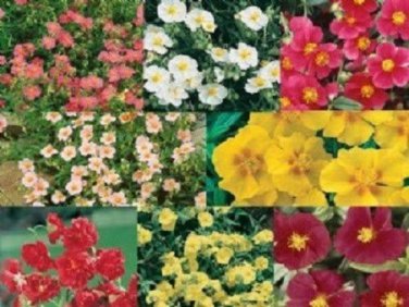 Helianthemum Rock Rose Mix / Evregreen Groundcover / Perennial Flower Seeds