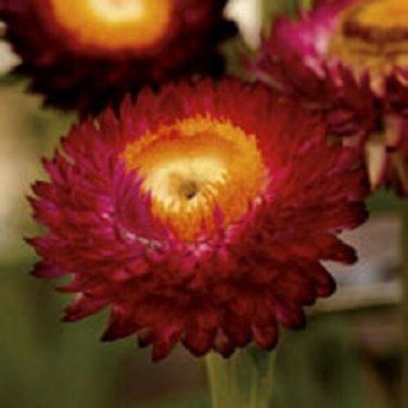 Crimson Red Strawflower Helichrysum / Re-Seeding Annual Flower Seeds