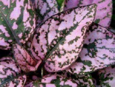 Hypoestes Splash Pink Polka-Dot Plant / Shade-Loving Annual Flower Seeds